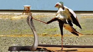King Cobra Vs Secretary Bird In A Big Fights! Defeat King Cobra With Secretary Bird's Powerful Kicks