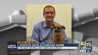 Dog stuck on roof finds a new home!