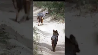 Two beautiful Golden jackals  (Canis aureus) running through the road #shorts