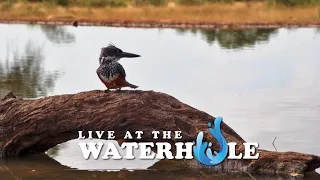 Giraffe, Elephants & Antelope - Live At The Waterhole