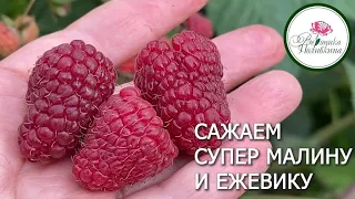 ЛУЧШИЕ СОРТА МАЛИНЫ И ЕЖЕВИКИ