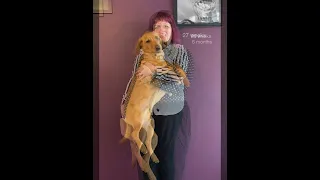 Growing Puppy | Fox Red Labrador Growing From Puppy To One Year Old | Week By Week