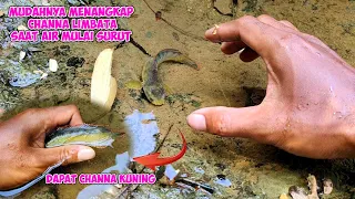 MENEMUKAN IKAN CHANNA LIMBATA EMAS SAAT SUNGAI AKAN KERING