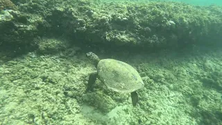 Snorkeling with turtle eating off the bottom.