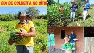 Dia de Colheita no Sítio Muita Fartura Só Alegria Vejam Só Comemos Melancia 🍉 Com meu Pai Gratidão