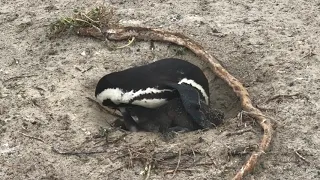 Boulders Beach South Africa penguins 3 September 2018