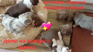 окрасы собак #цены щенков чихуахуа питомник Кастропуло Крым +79787458062 #chihuahua #puppy