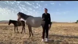 A man singing kicked by a horse.