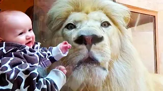 Funny Kids and Animals at the Zoo -  Funny Kids Fails Vines #2020