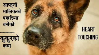 😪𝐓𝐡𝐢𝐬 𝐃𝐎𝐆 𝐒𝐭𝐨𝐫𝐲 𝐰𝐢𝐥𝐥 𝐦𝐚𝐤𝐞 𝐲𝐨𝐮 𝐜𝐫𝐲... Heart touching Dog Story Raat ki Rani Story Explained in Nepali