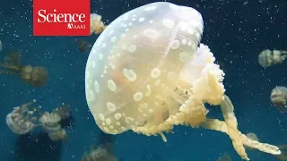 You don’t need a brain to sleep. Just ask jellyfish