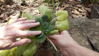 How to Know if Your AFRICAN VIOLET PLANT is Getting Too Much Light - WHAT TO LOOK OUT FOR!!!