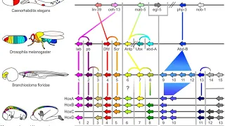 Evolutionary developmental biology | Wikipedia audio article