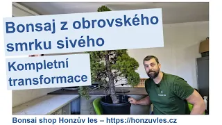 Bonsaj z obrovského smrku sivého - kompletní transformace