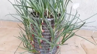 Balkonda Yeşil Soğan Yetiştirme Balkonda Hobi Bahçesi Growing green onions on the balcony