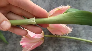 Бахромчатый тюльпан. Холодный фарфор. (Fringed tulip. Cold porcelain.)