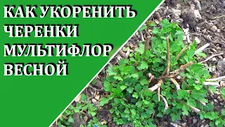 Мультифлора  весной из зеленых черенков  Как  я укореняю черенки мультифлоры