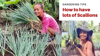 Harvesting onions and you won't buy again if you follow this steps // Backyard organic gardening