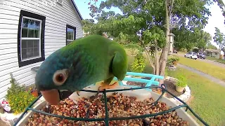 Various Birds in St Pete FL 🌴 #birdwatching