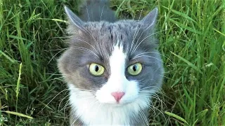 Funny cat videos 2023😆 Funny animal videos - Funny animals 296