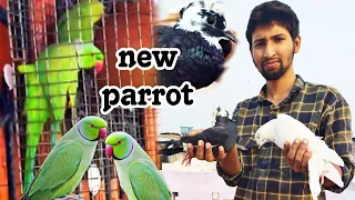 Hum Na New Parrots La Lia😍