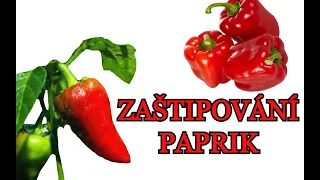 PAPRIKA : PĚSTOVÁNÍ PAPRIKY | ZAŠTIPOVÁNÍ PAPRIK : Co je to? Proč to dělat? + Praktická ukázka