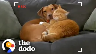 Parents Set Up Hidden Camera And Catch Cat Cuddling Their Anxious Dog | The Dodo Odd Couples