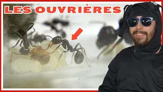 Guide fourmi Messor barbarus : les ouvrières (épisode 3)