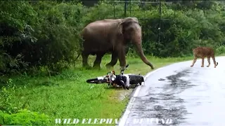 The ferocious wild elephant and tiger that attacked the motorcyclist and destroyed the motorcycle.