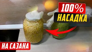 Пьяная или ферментированная КУКУРУЗА. Лучшая насадка на САЗАНА и КАРПА.