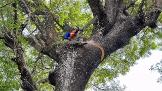 No fear !! Cutting down Dangerous old trembesi trees !!