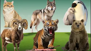 Bustling Animal World Sounds Around Us: Cat, Tiger, Bear, Sheep, Wolf, Penguin - Animal moments