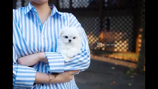 I’m shy Maltese girl🙈🙉 - Aloha Teacup Puppies