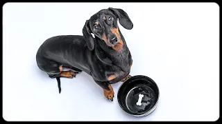 Don't trust cute dachshund eyes! Cute & funny dachshund dog video!