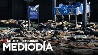 Video del día: Unos mil leones marinos toman un muelle de San Francisco | Noticias Telemundo