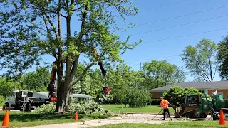 Time Lapse Tree Removal #1