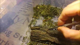 Кормление малышей прыткой ящерицы  Baby lizard eat