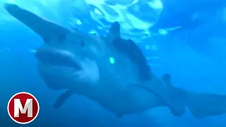 Empire of the Sharks (2017) - Kamikaze Shark Scene