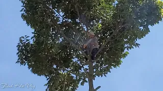 Vua Khỉ Miền Tây sẽ xử lý cây Dầu cao khủng như thế nào. Sawing a giant tree