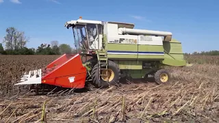 sunflower harvesting