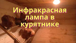 Обогрев курятника инфракрасной лампой