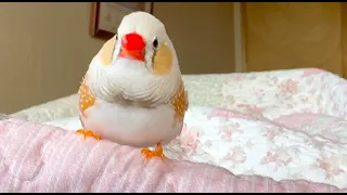 My Zebra Finch Doesn't Let Me Touch Him🫱🏾😭💔 [4K]