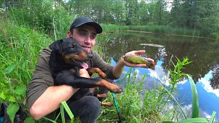 Рыбалка на пруду в старом лагере. Ловля руками в лесных заливах