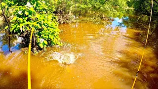 The Search for Big Catfish in a Small Creek