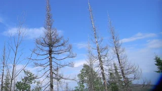 Атаки самки полевого луня у гнезда