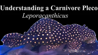 Pleco Biology: Understanding a Specialist Carnivore, Leporacanthicus in the Aquarium.