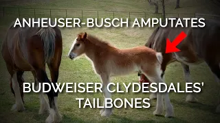 TAILGATE! Anheuser-Busch Amputates Budweiser Clydesdales’ Tailbones