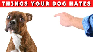 10 Things Your Dog Wishes You’d Stop Doing