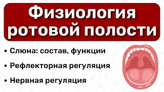 Физиология ротовой полости: строение слюны, регуляция пищеварения