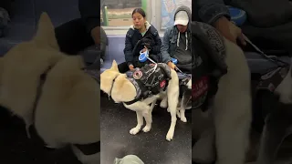 Service dog at subway in NYC | #usa #nyc #viral #subway #gift #newyork #mta #train